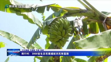 郎行村：3000畝生態芭蕉鋪就農民致富路