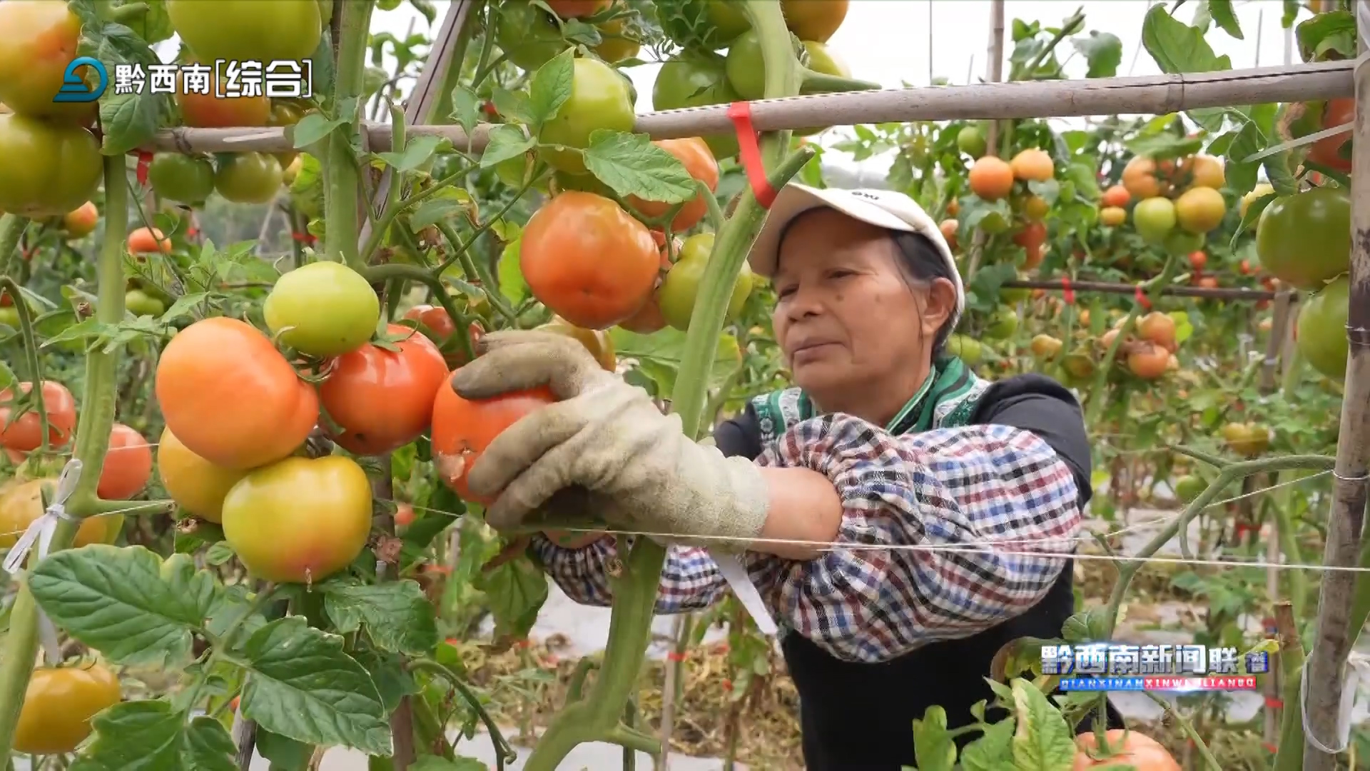 黔西南：低熱河谷氣候賦能 助力冬春果菜增量提質(zhì)